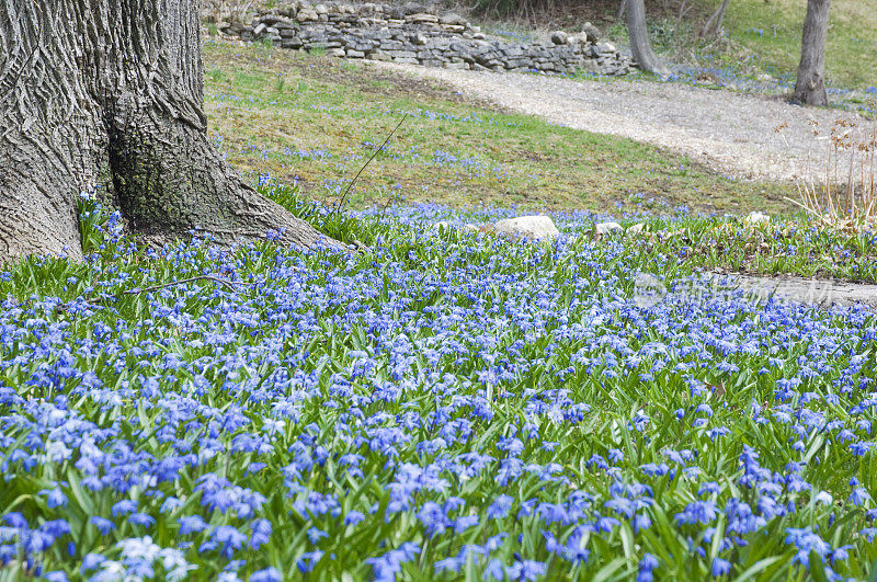 春天蓝色Scilla Siberica花